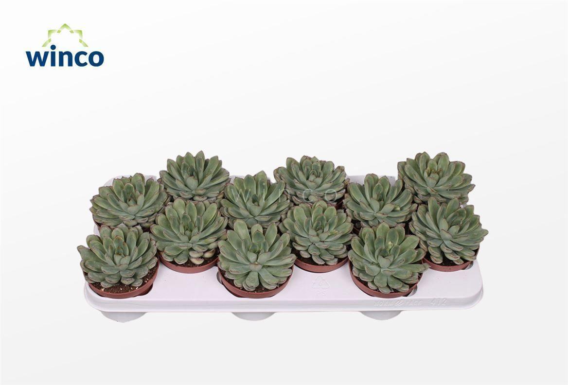 Горшечные цветы и растения оптом Echeveria Rondo от 10шт из Голландии с доставкой по России