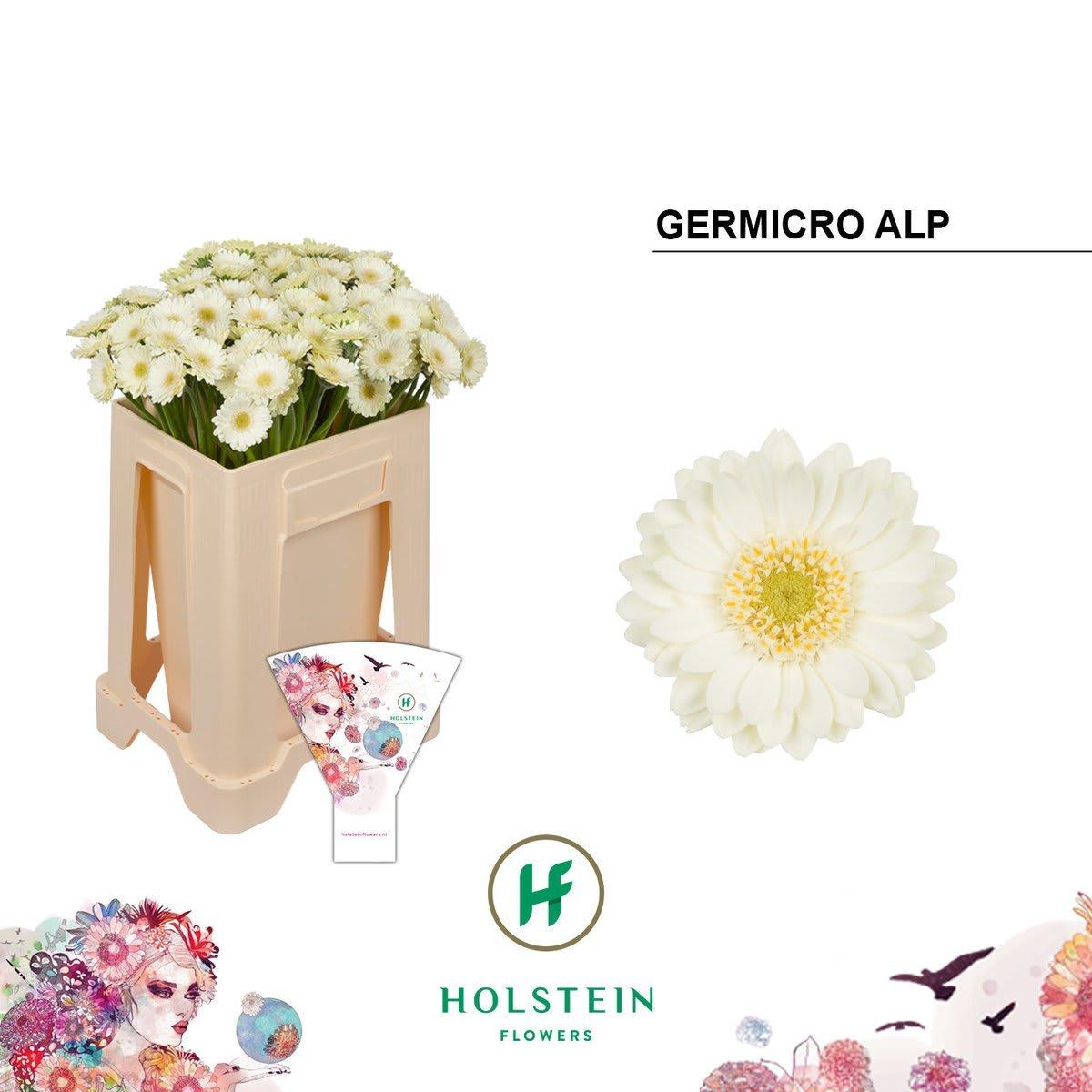 Срезанные цветы оптом Germini nano germicro alp от 100шт из Голландии с доставкой по России
