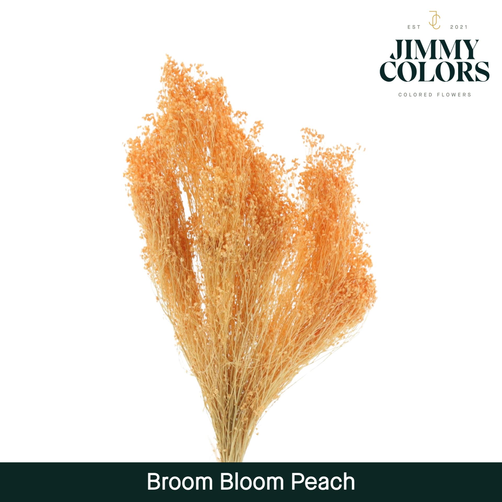 Срезанные цветы оптом Broom bloom paint peach от 5шт из Голландии с доставкой по России