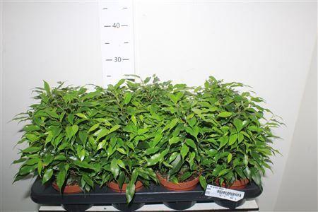 Горшечные цветы и растения оптом Fic Be Green Kinky от 8шт из Голландии с доставкой по России