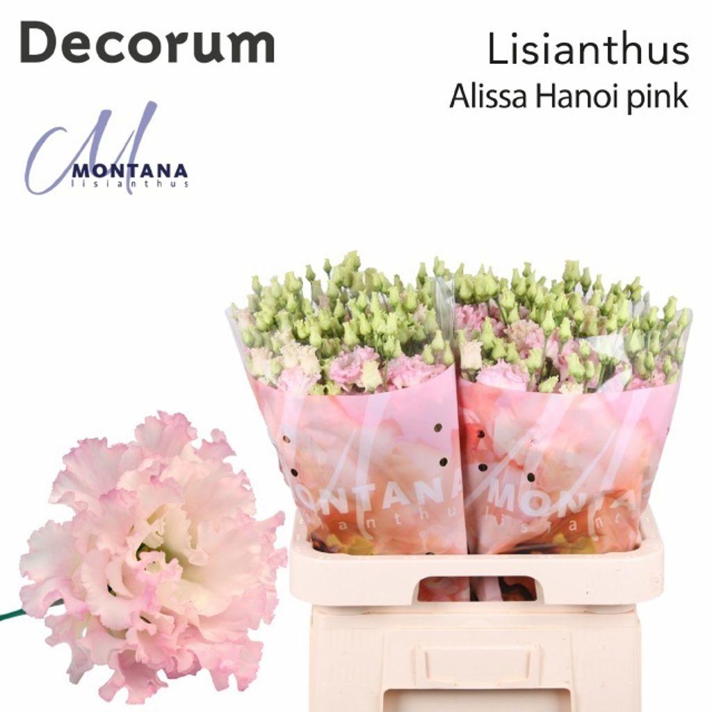 Срезанные цветы оптом Lisianthus do alissa pink от 40шт. из Голландии с доставкой по России