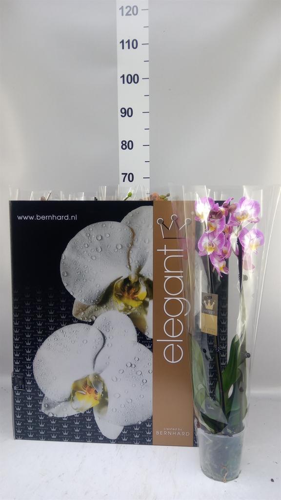 Горшечные цветы и растения оптом Phalaenopsis ...mix 8 от 12шт из Голландии с доставкой по России