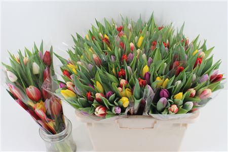 Срезанные цветы оптом Bouquet gemengde tulpen от 15шт из Голландии с доставкой по России