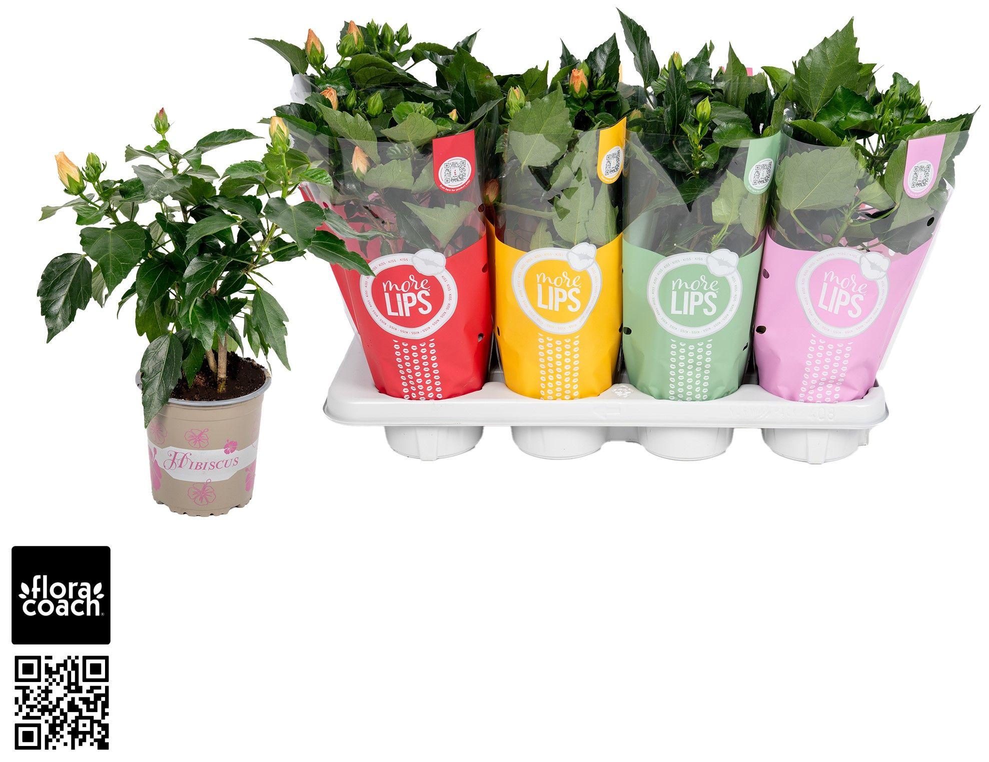 Горшечные цветы и растения оптом Hibis Gem от 8шт' из Голландии с доставкой по России