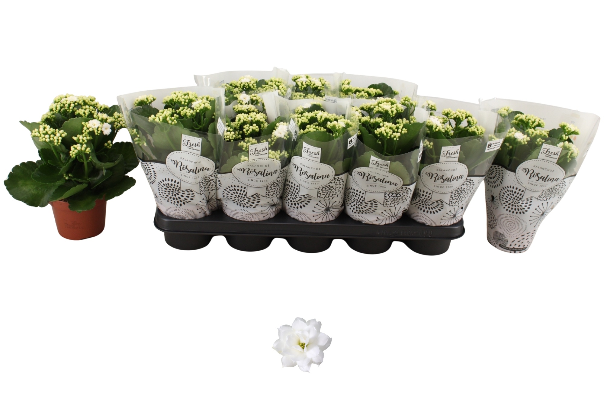 Горшечные цветы и растения оптом Kal Ge Don Dione от 10шт из Голландии с доставкой по России