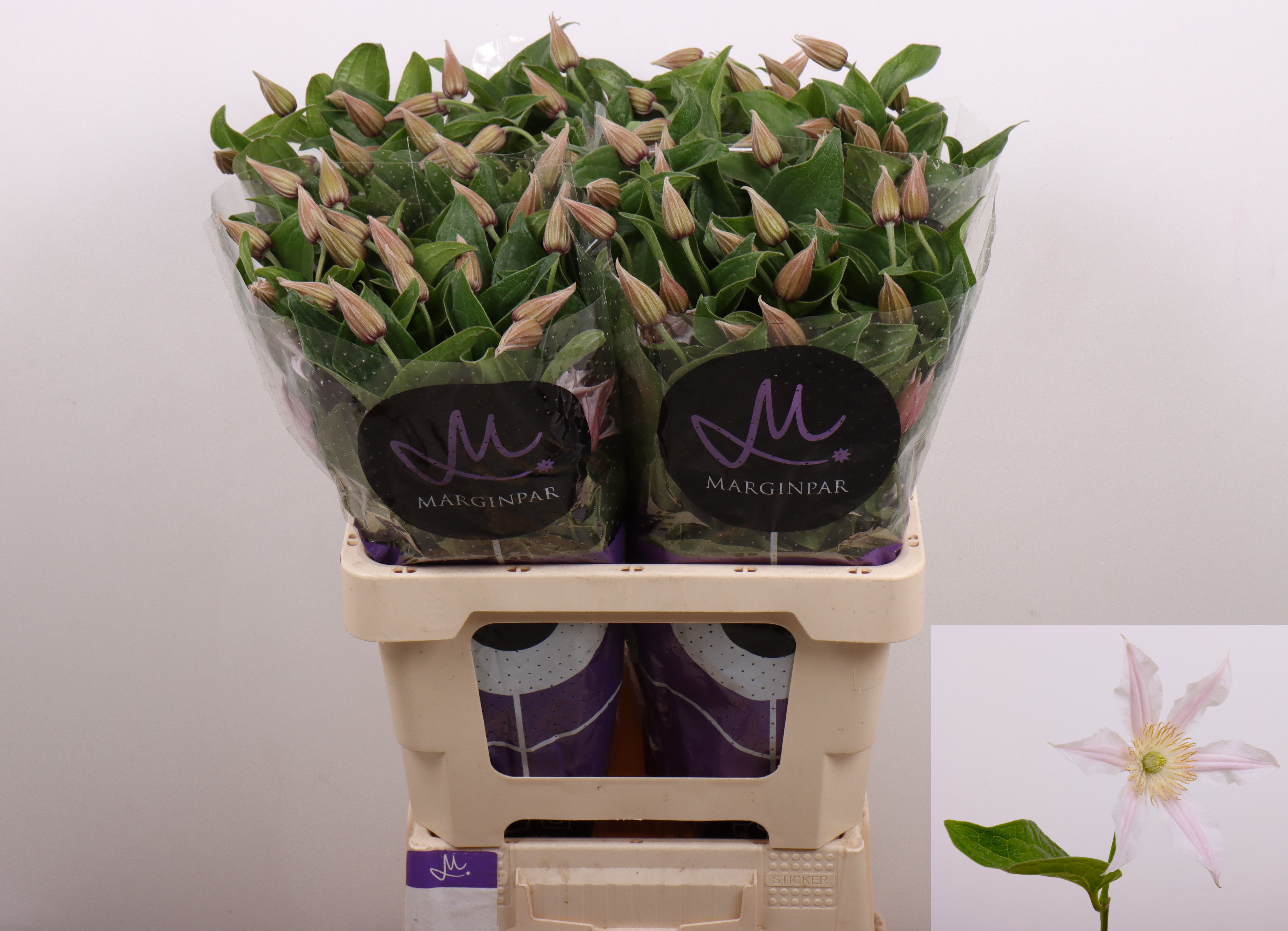 Срезанные цветы оптом Clematis amazing kansas от 40шт из Голландии с доставкой по России