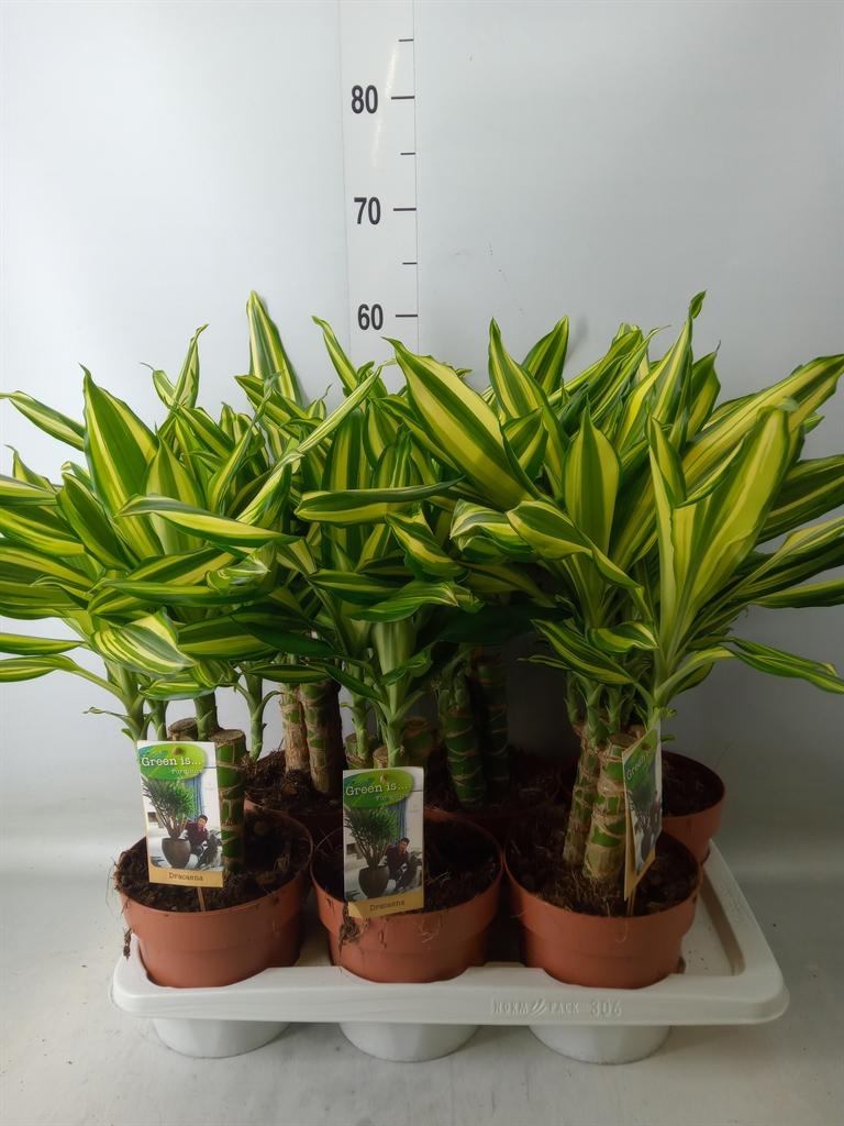 Горшечные цветы и растения оптом Dracaena Frag.   ... от 6шт из Голландии с доставкой по России