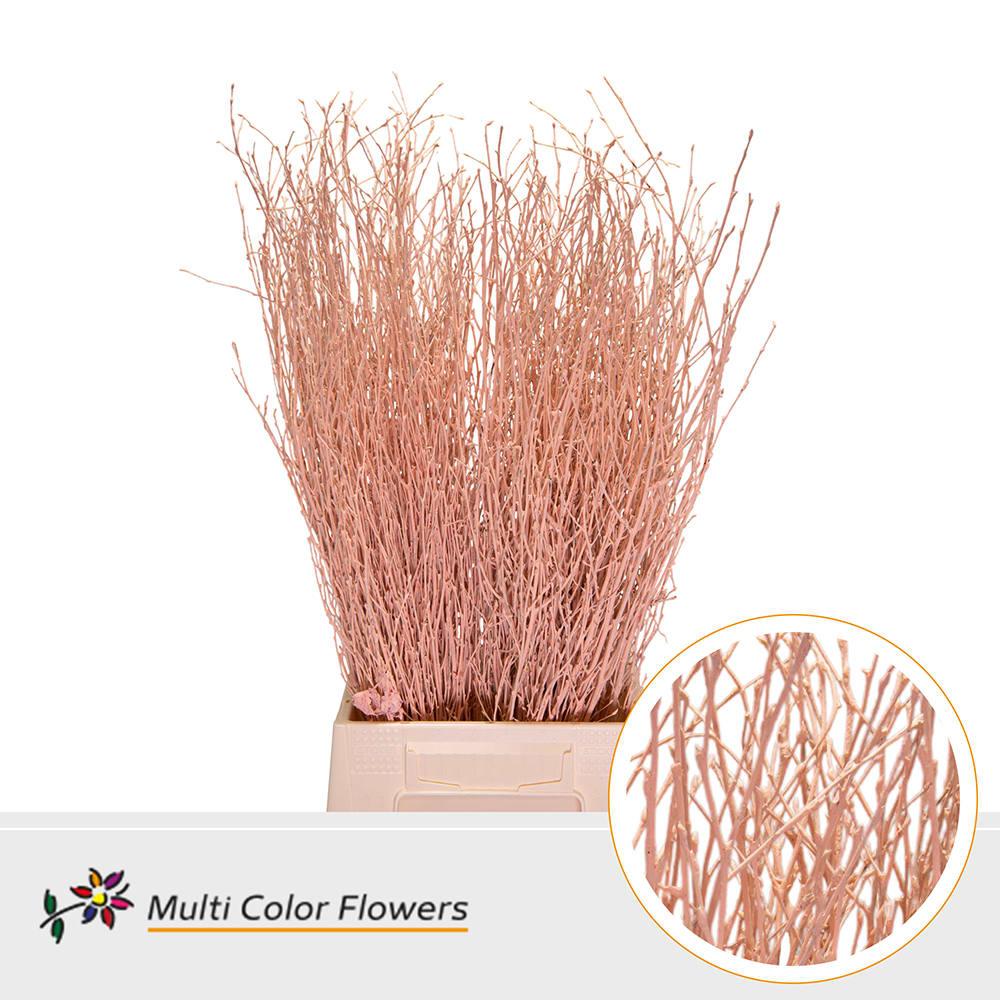 Срезанные цветы оптом Betula paint apricot A от 100шт из Голландии с доставкой по России