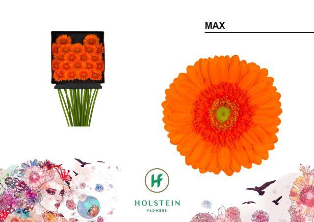 Срезанные цветы оптом Germini diamond max от 20шт из Голландии с доставкой по России