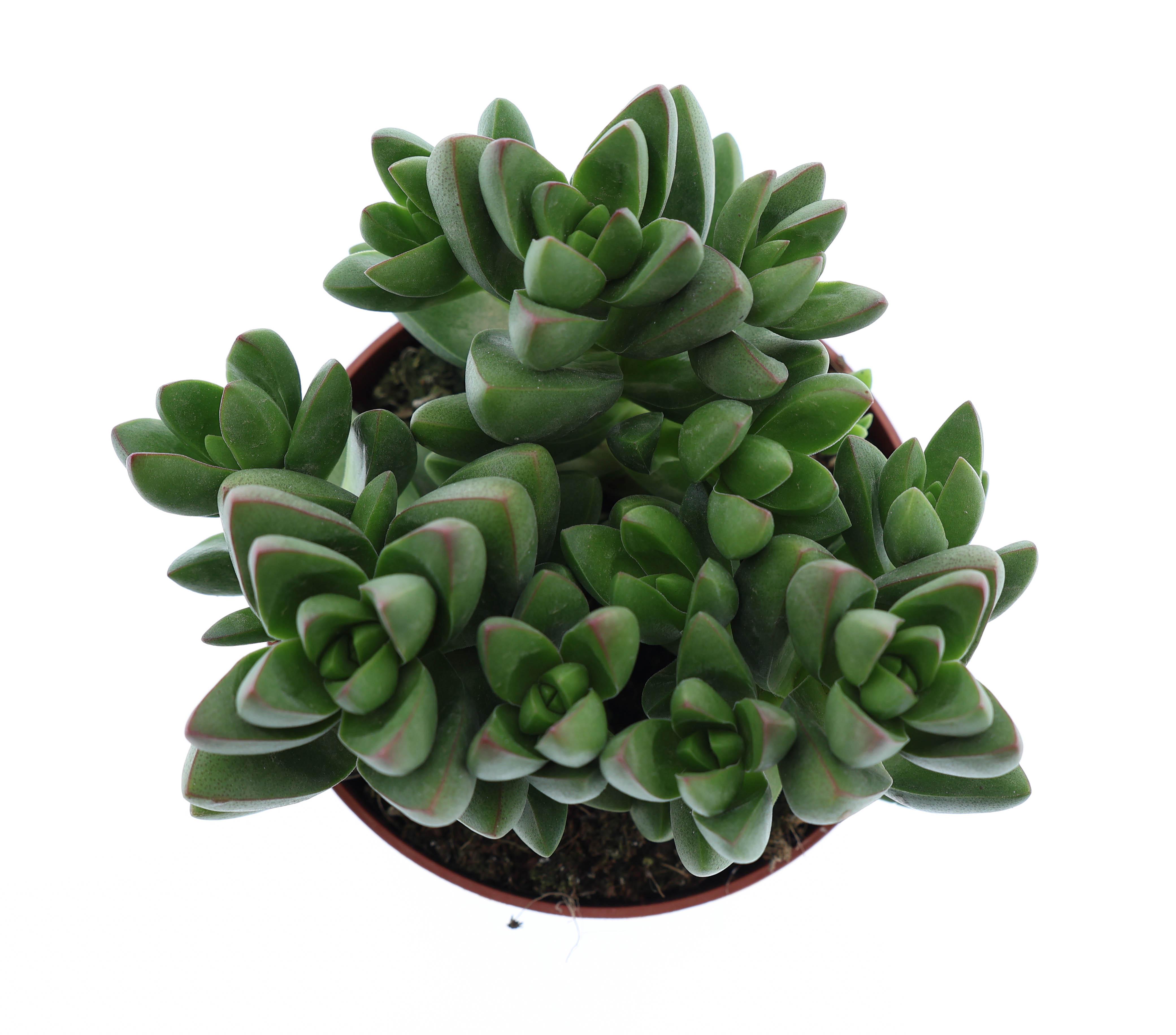 Горшечные цветы и растения оптом Crassula Ben от 8шт из Голландии с доставкой по России