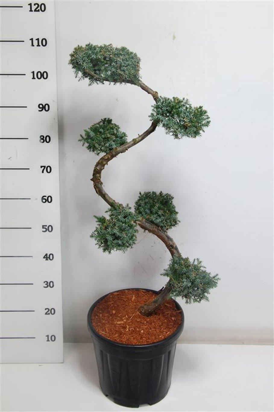 Горшечные цветы и растения оптом Juniperus Chin Blue Alps от 1шт из Голландии с доставкой по России