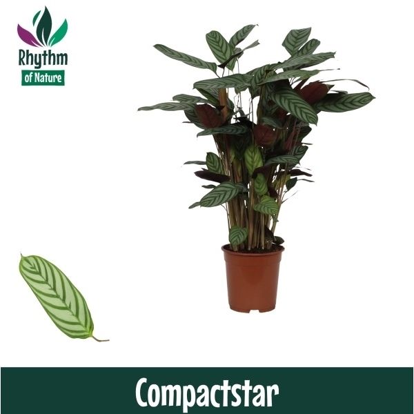 Горшечные цветы и растения оптом Calathea Compactstar (rhythm Of Nature) от 1шт из Голландии с доставкой по России