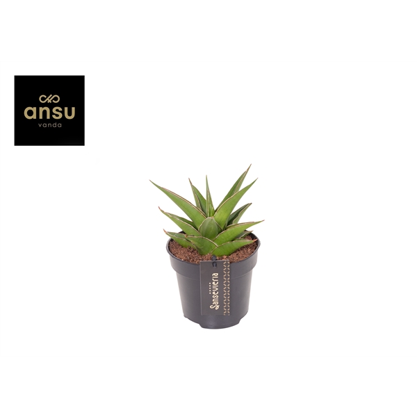 Горшечные цветы и растения оптом Sansevieria Comet Mini Amazon от 6шт из Голландии с доставкой по России