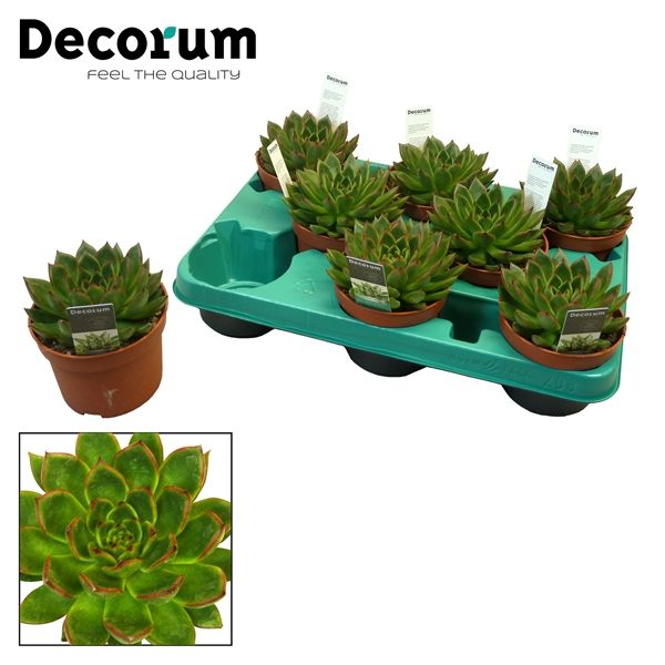 Горшечные цветы и растения оптом Echeveria Agavoides (decorum) от 9шт из Голландии с доставкой по России