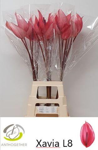 Срезанные цветы оптом Anthurium xavia от 20шт из Голландии с доставкой по России