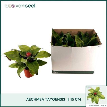 Горшечные цветы и растения оптом Aechmea Tayoensis от 6шт из Голландии с доставкой по России