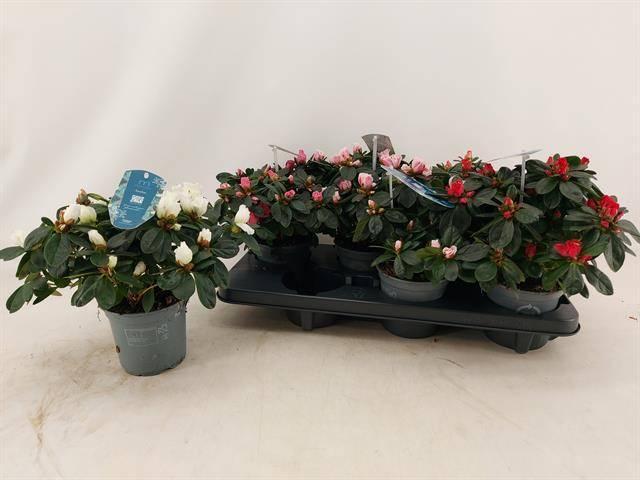 Горшечные цветы и растения оптом Rhododendron Sim. Vogel Mix 4 Kl. от 6шт из Голландии с доставкой по России