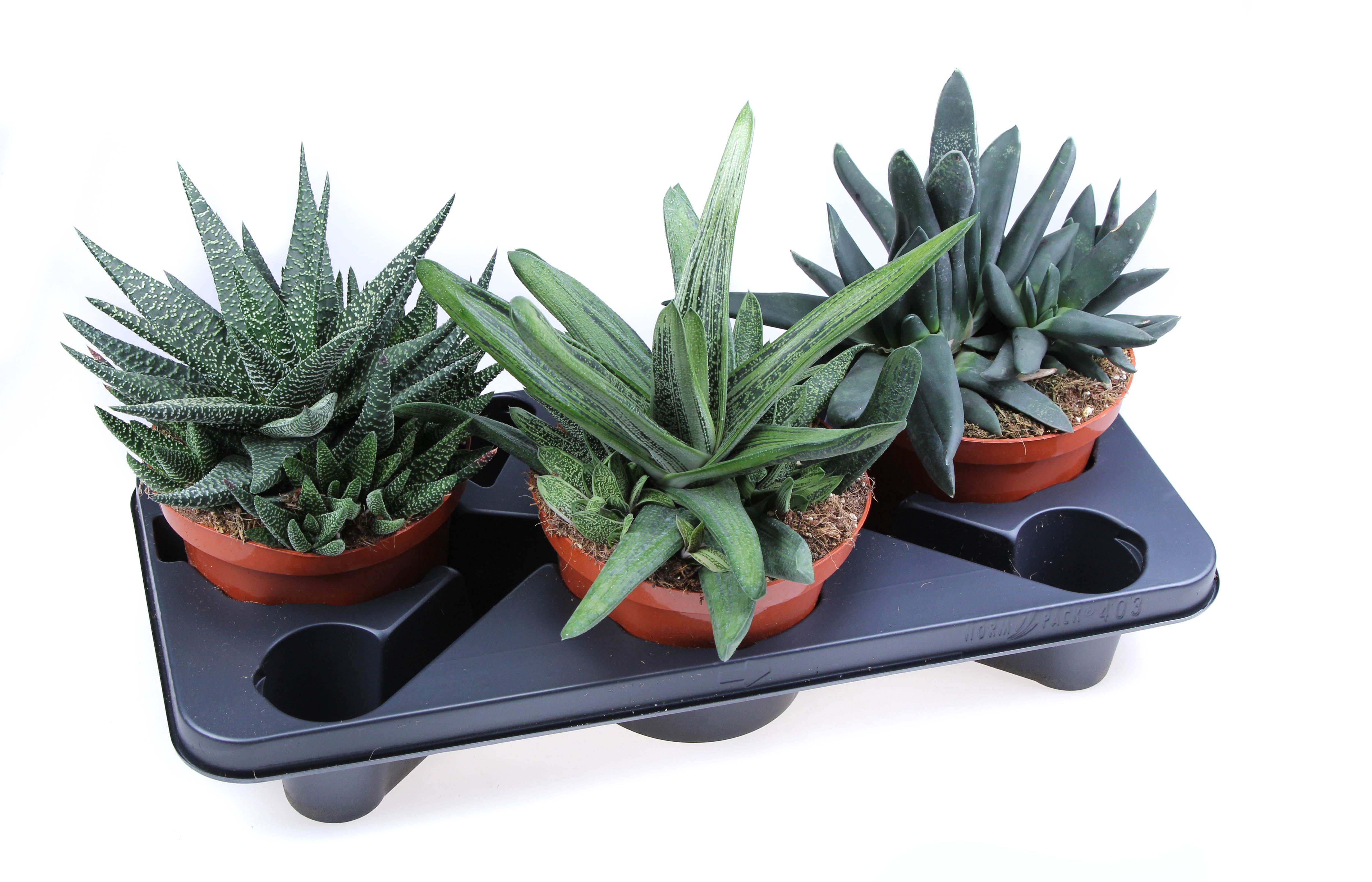 Горшечные цветы и растения оптом Aloe Haworthia Mix от 3шт из Голландии с доставкой по России