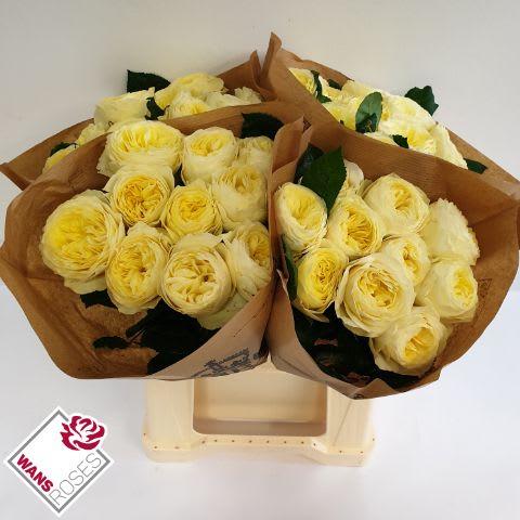 Срезанные цветы оптом Rosa garden white vuvuzela от 40шт из Голландии с доставкой по России