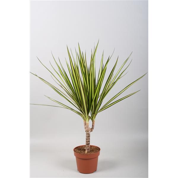 Горшечные цветы и растения оптом Drac Sunray 15cm Stem от 10шт из Голландии с доставкой по России