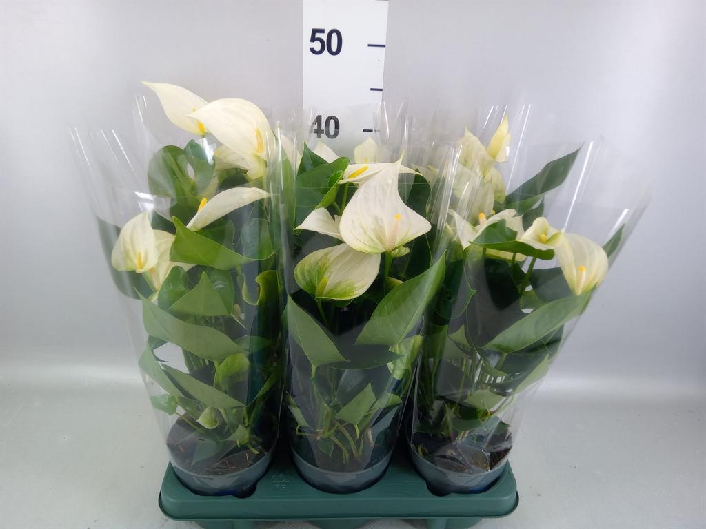 Горшечные цветы и растения оптом Anthurium karma White от 6шт из Голландии с доставкой по России