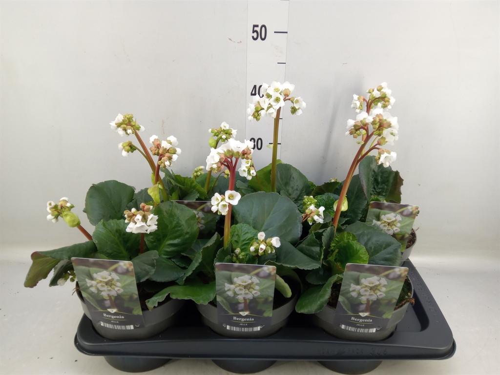 Горшечные цветы и растения оптом Bergenia   ... от 6шт из Голландии с доставкой по России