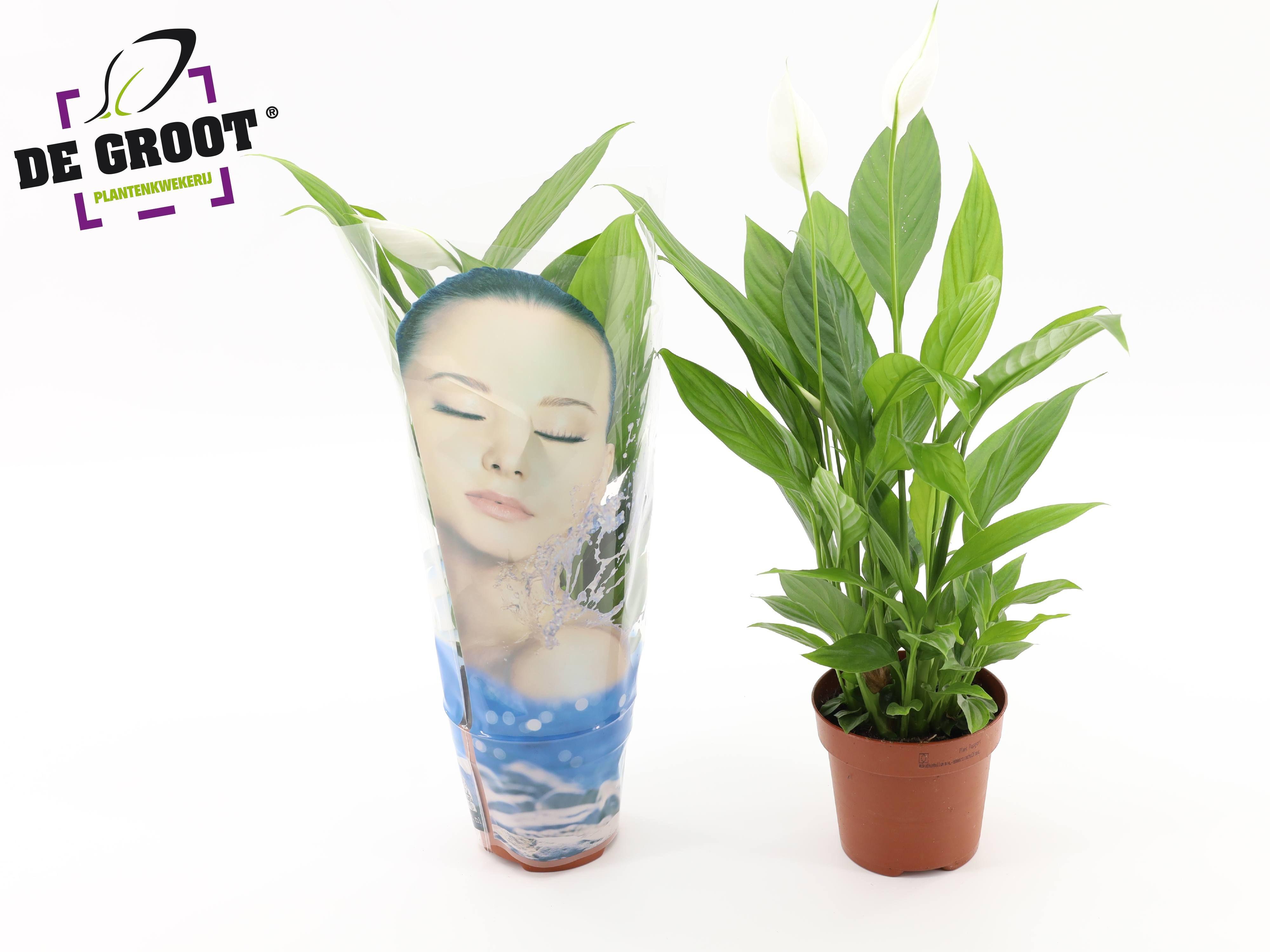 Горшечные цветы и растения оптом Spath Alana 3+ In Face Sleeve от 10шт из Голландии с доставкой по России