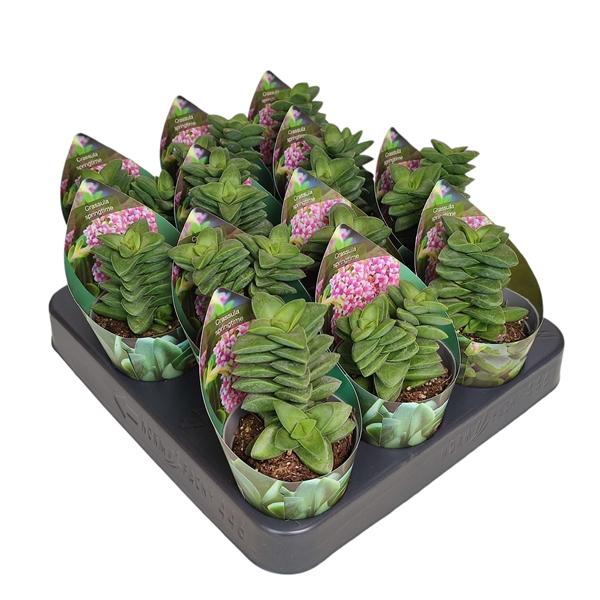 Горшечные цветы и растения оптом Crassula Springtime Potcover от 12шт (для телеги) из Голландии с доставкой по России