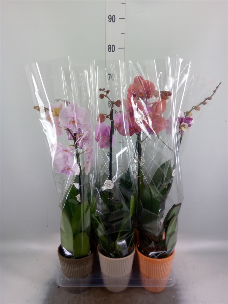 Горшечные цветы и растения оптом Phalaenopsis   ...mix от 6шт из Голландии с доставкой по России