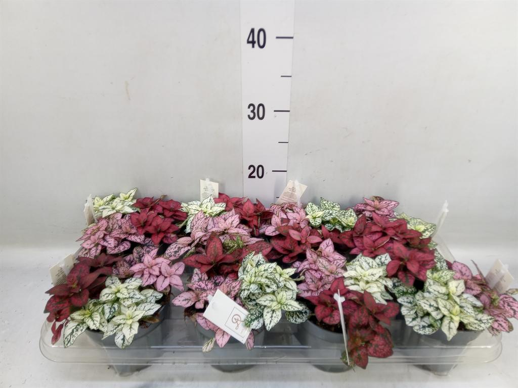 Горшечные цветы и растения оптом Hypoestes Phyllo.   ...mix от 8шт из Голландии с доставкой по России