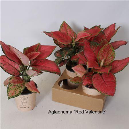 Горшечные цветы и растения оптом Aglao Red Valentine от 4шт из Голландии с доставкой по России