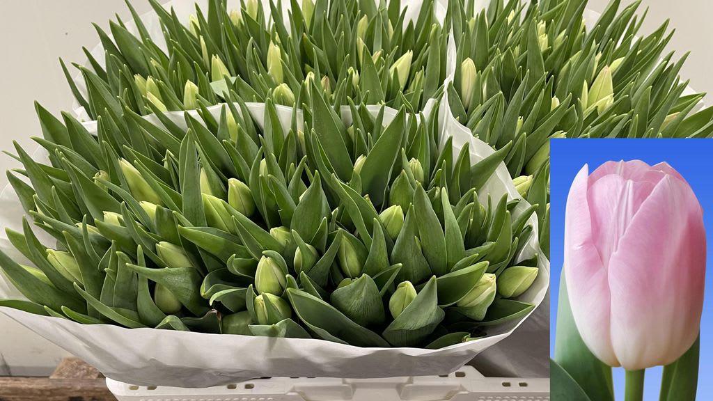 Срезанные цветы оптом Tulipa si dynasty от 150шт из Голландии с доставкой по России