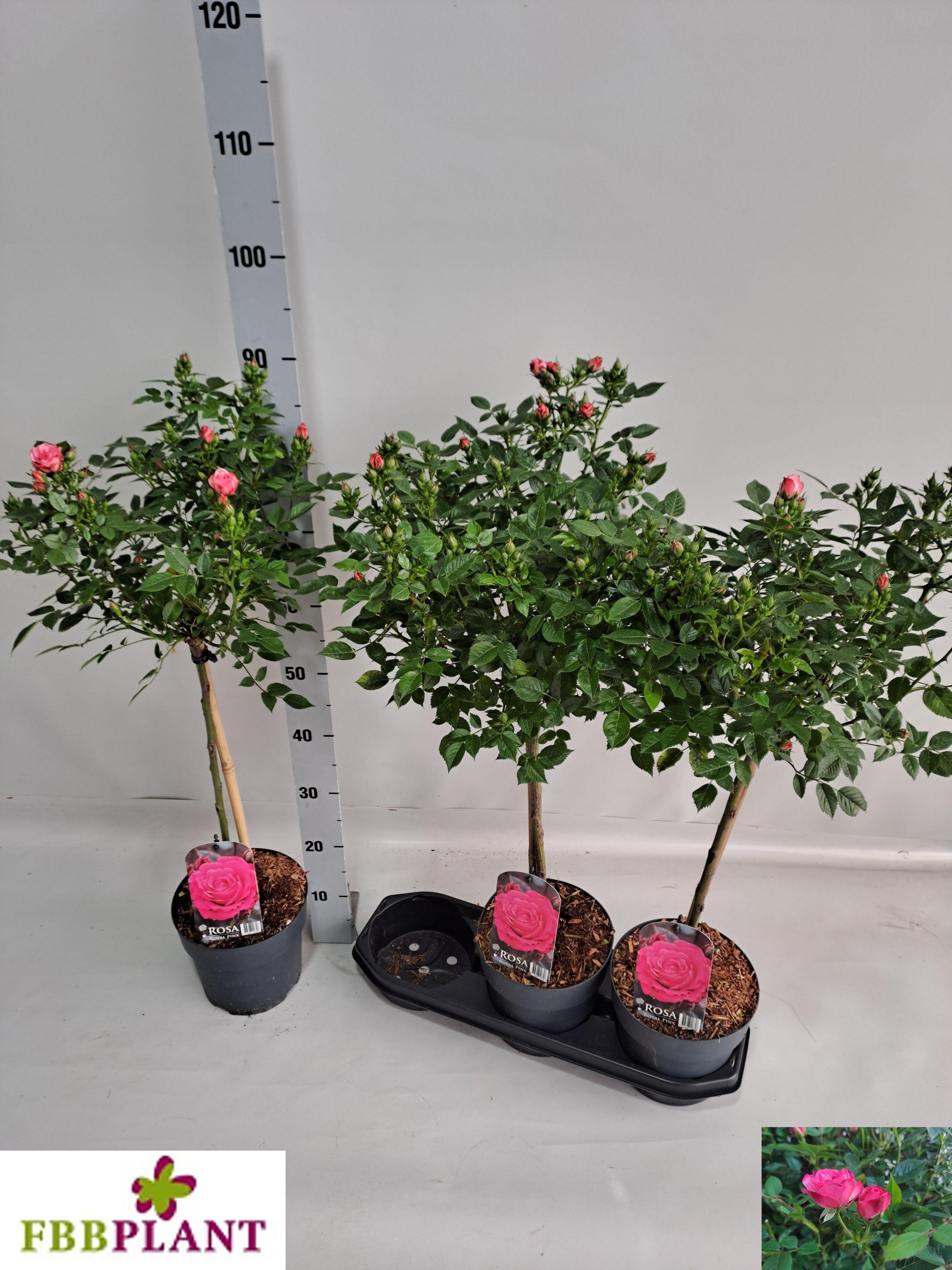 Горшечные цветы и растения оптом Rosa St Ov от 3шт из Голландии с доставкой по России