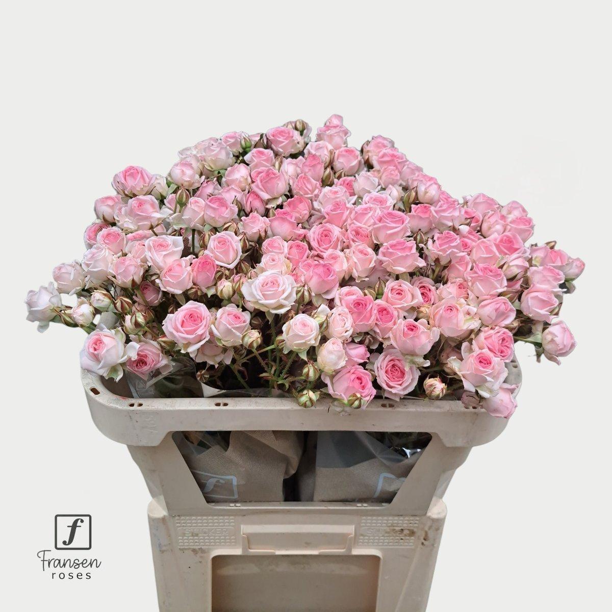 Срезанные цветы оптом Rosa spray kate-lynn от 30шт из Голландии с доставкой по России