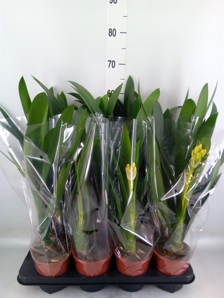 Горшечные цветы и растения оптом Clivia Miniata от 8шт из Голландии с доставкой по России