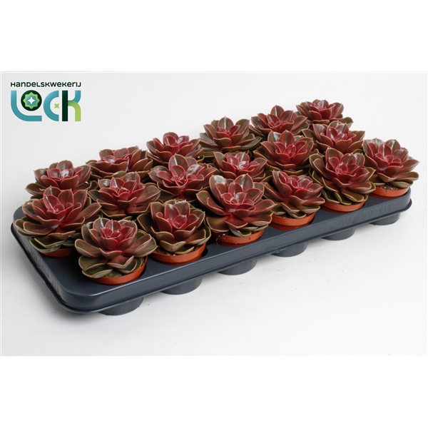 Горшечные цветы и растения оптом Echeveria Magic Red от 12шт из Голландии с доставкой по России