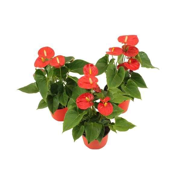 Горшечные цветы и растения оптом Anth An Pura Jasja 5+ от 8шт из Голландии с доставкой по России