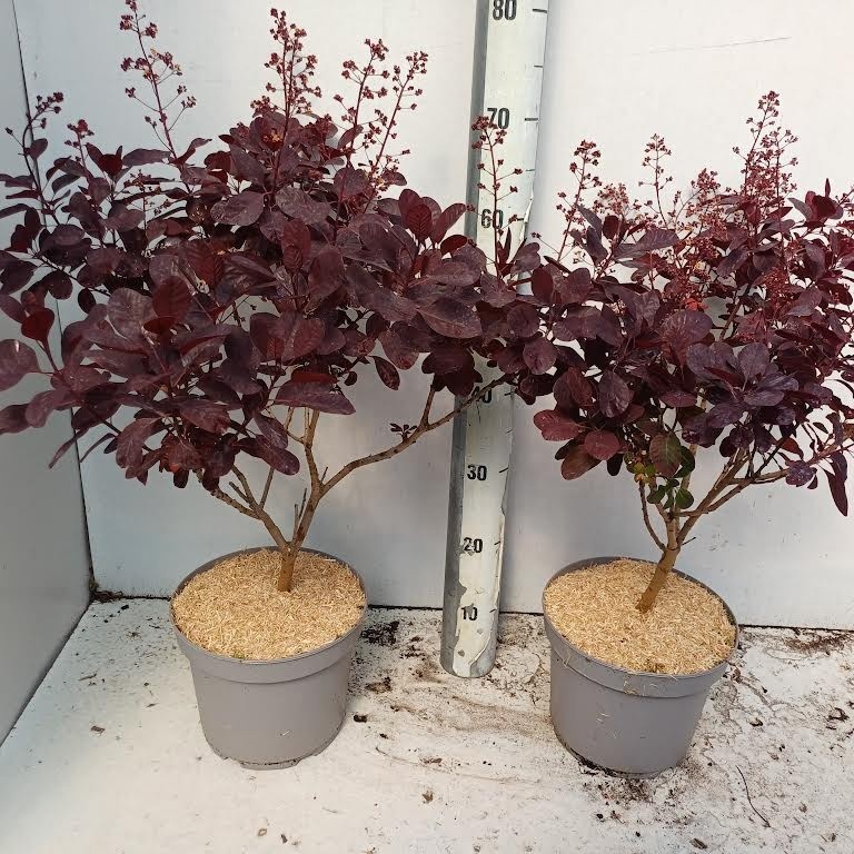 Горшечные цветы и растения оптом Coti Co Royal Purple от 1шт из Голландии с доставкой по России