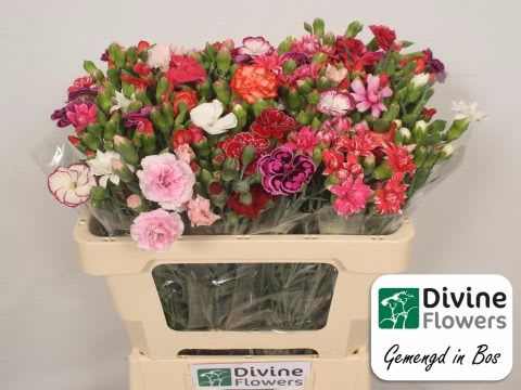 Срезанные цветы оптом Dianthus sp rainbow от 80шт из Голландии с доставкой по России
