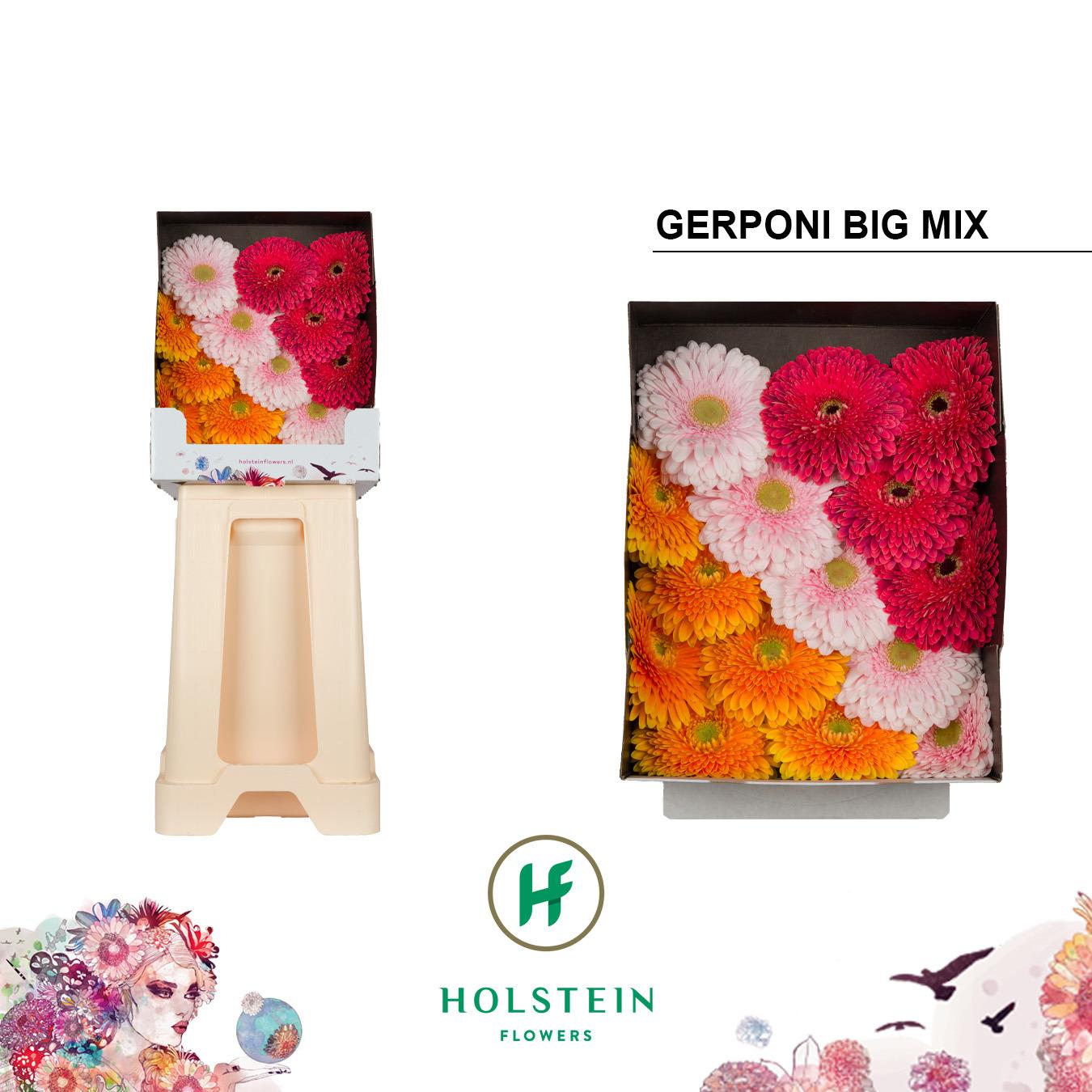 Срезанные цветы оптом Gerbera diamond gerponi big mix in row от 45шт из Голландии с доставкой по России