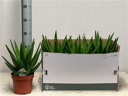 Горшечные цветы и растения оптом Aloe Perfoliata от 3шт из Голландии с доставкой по России