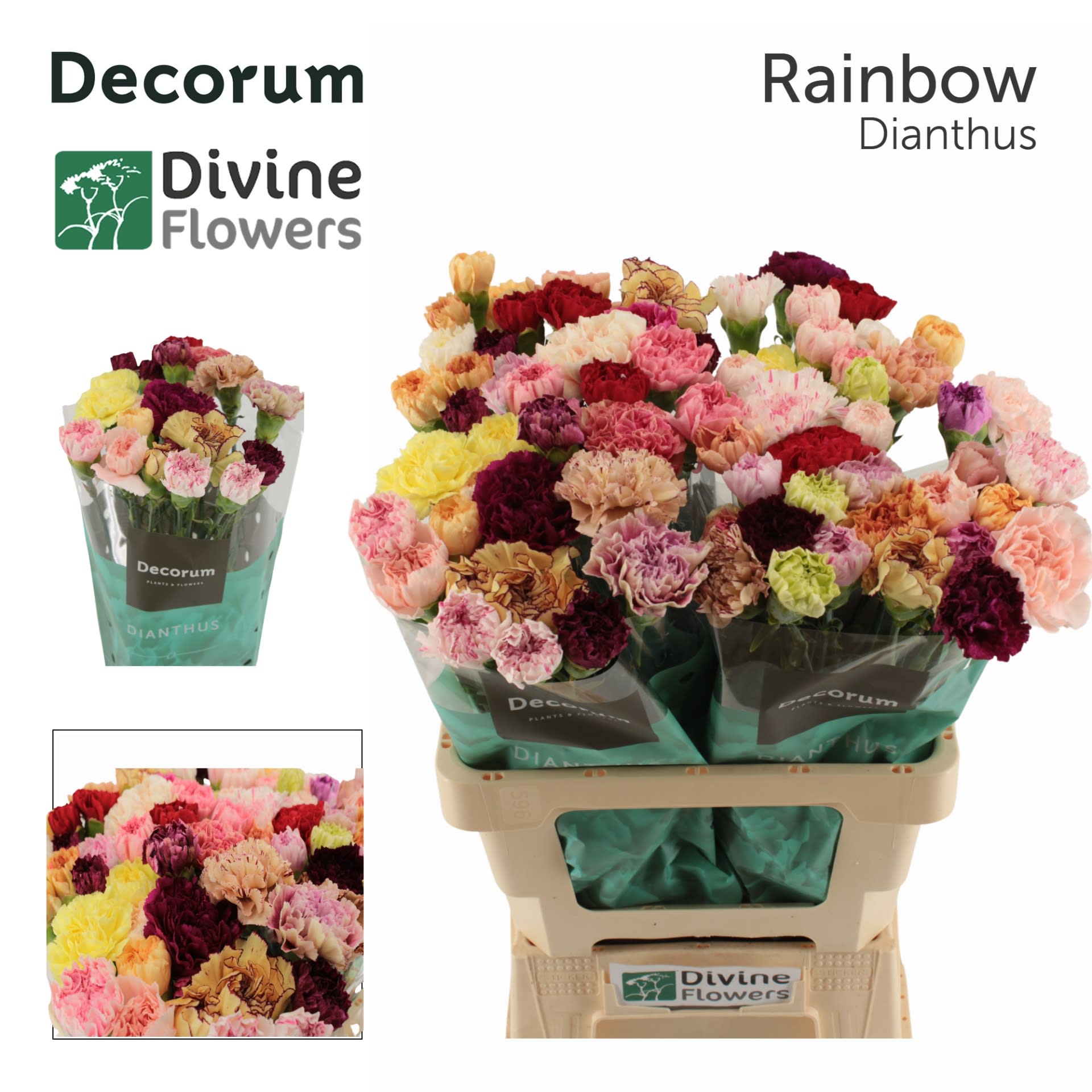 Срезанные цветы оптом Dianthus st rainbow от 80шт из Голландии с доставкой по России