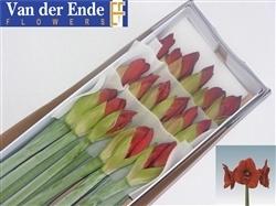 Срезанные цветы оптом Hippeastrum red lion от 18шт из Голландии с доставкой по России