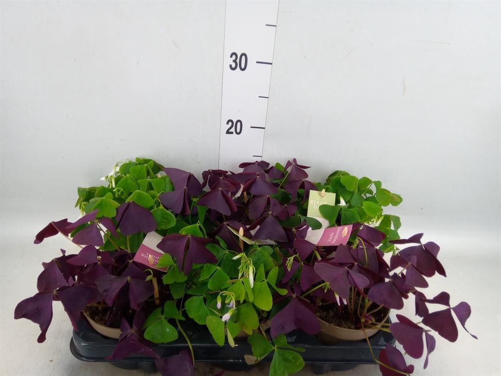 Горшечные цветы и растения оптом Oxalis Ikigai Mix от 6шт из Голландии с доставкой по России