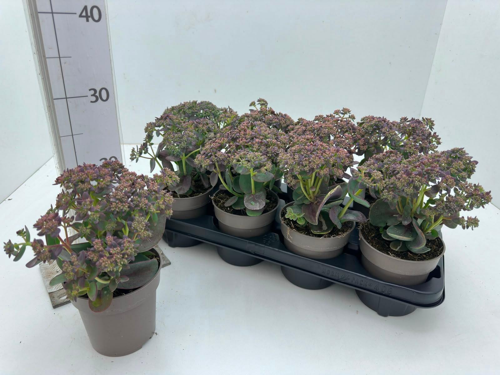 Горшечные цветы и растения оптом Sedum Telephium от 8шт из Голландии с доставкой по России