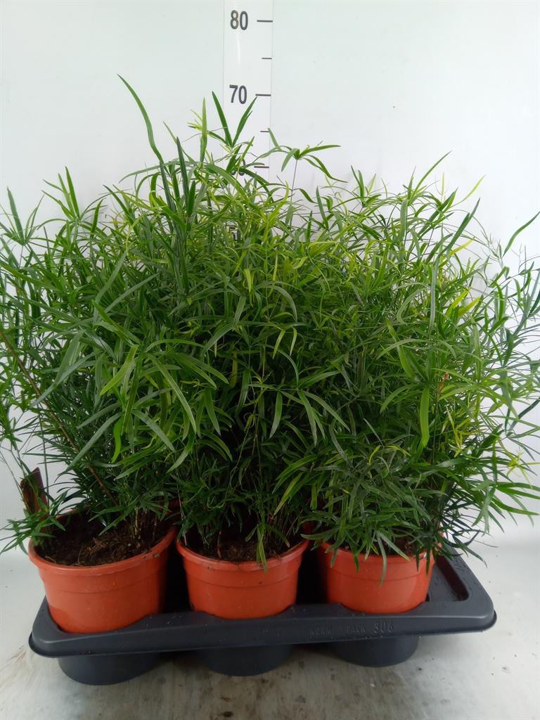 Горшечные цветы и растения оптом Asparagus Falcatus от 6шт из Голландии с доставкой по России