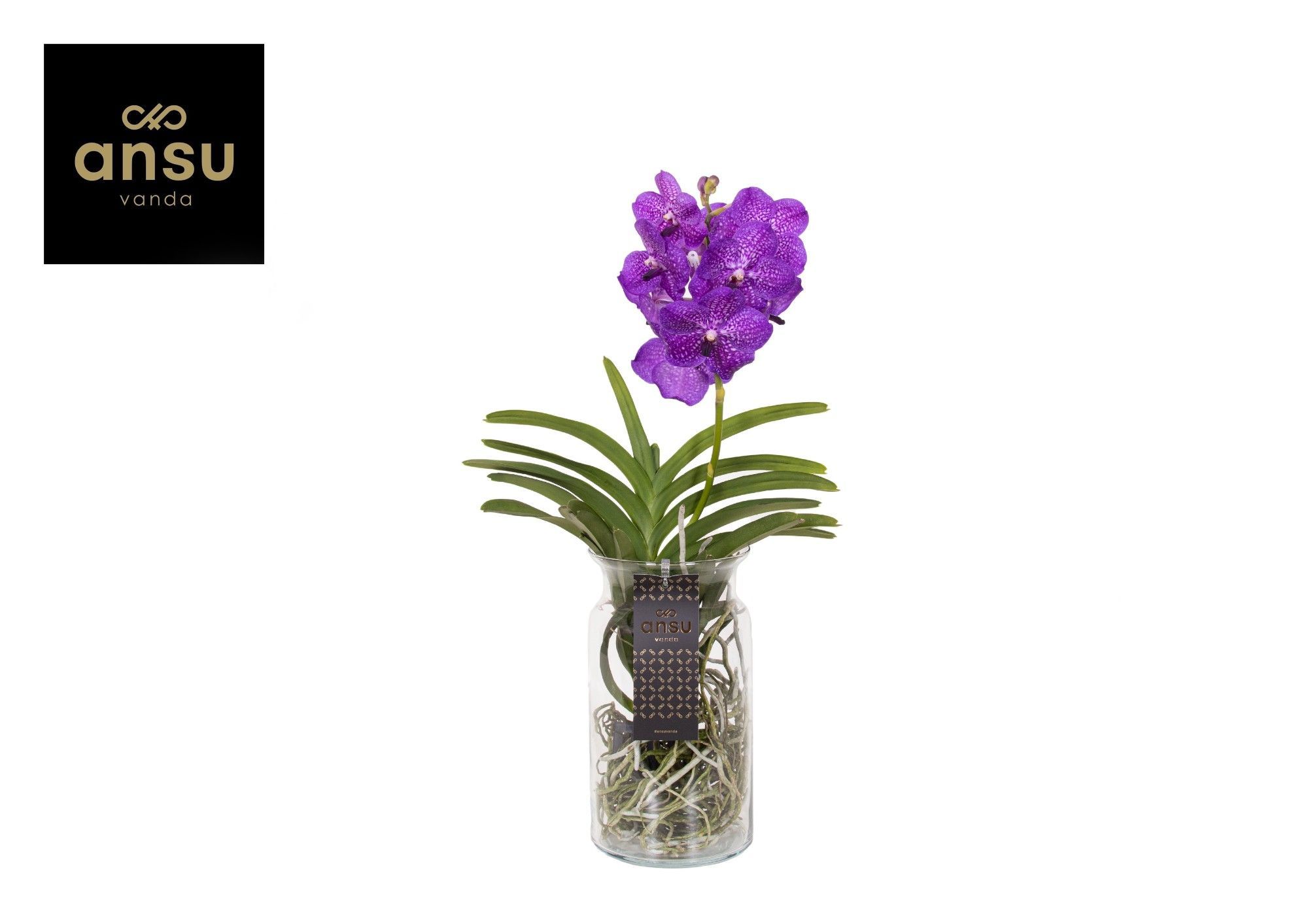 Горшечные цветы и растения оптом Vanda Bose Xl Blue от 1шт из Голландии с доставкой по России
