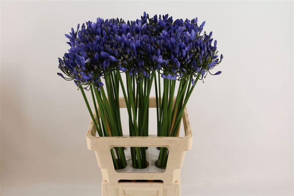 Срезанные цветы оптом Agapanthus uri от 60шт из Голландии с доставкой по России