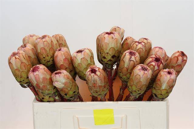 Срезанные цветы оптом Protea grandicolor no leaves от 30шт из Голландии с доставкой по России