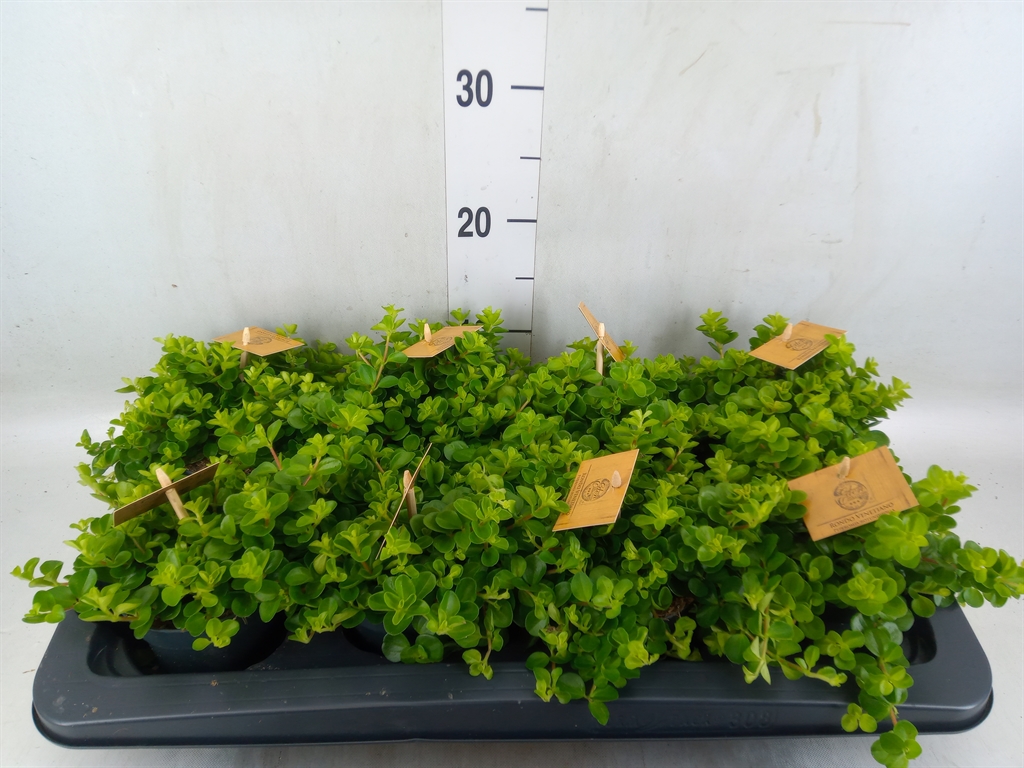 Горшечные цветы и растения оптом Peperomia Rotundifolia от 8шт из Голландии с доставкой по России